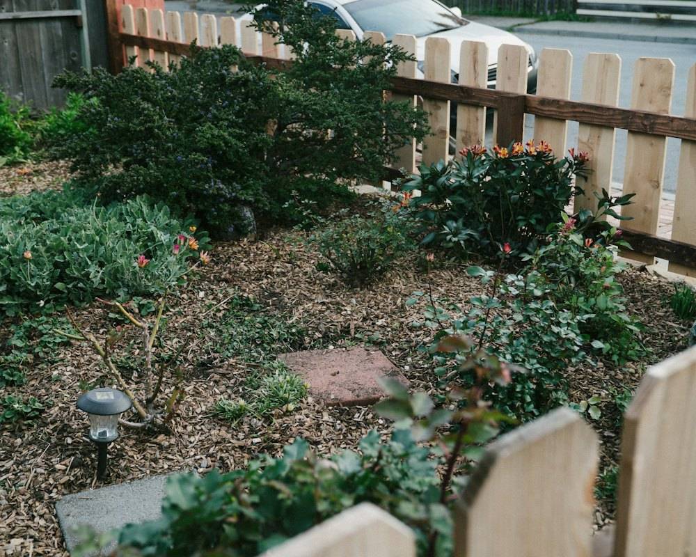 A small native garden beside a wooden fence (stock photo)