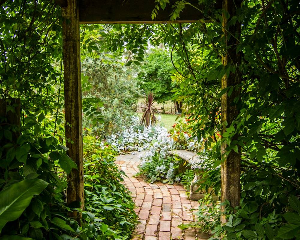 A brick path winding through a vine-covered garden arbor (stock photo)