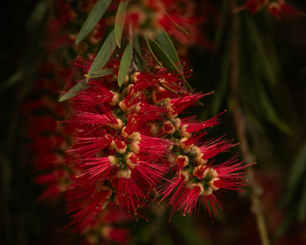 Red bottlebrush flowers (stock photo)
