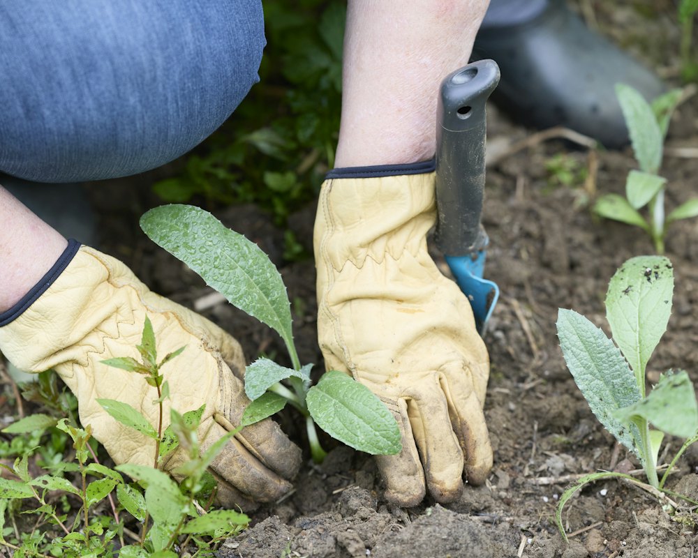 Gloved hands planting seedlings in dark soil (stock photo)