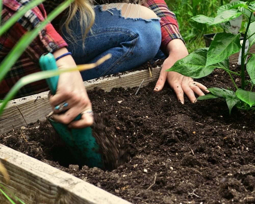 Digging soil in a raised garden bed (stock photo)